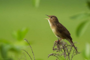 Крикет крикет - повернення Крикет крикет - повернення